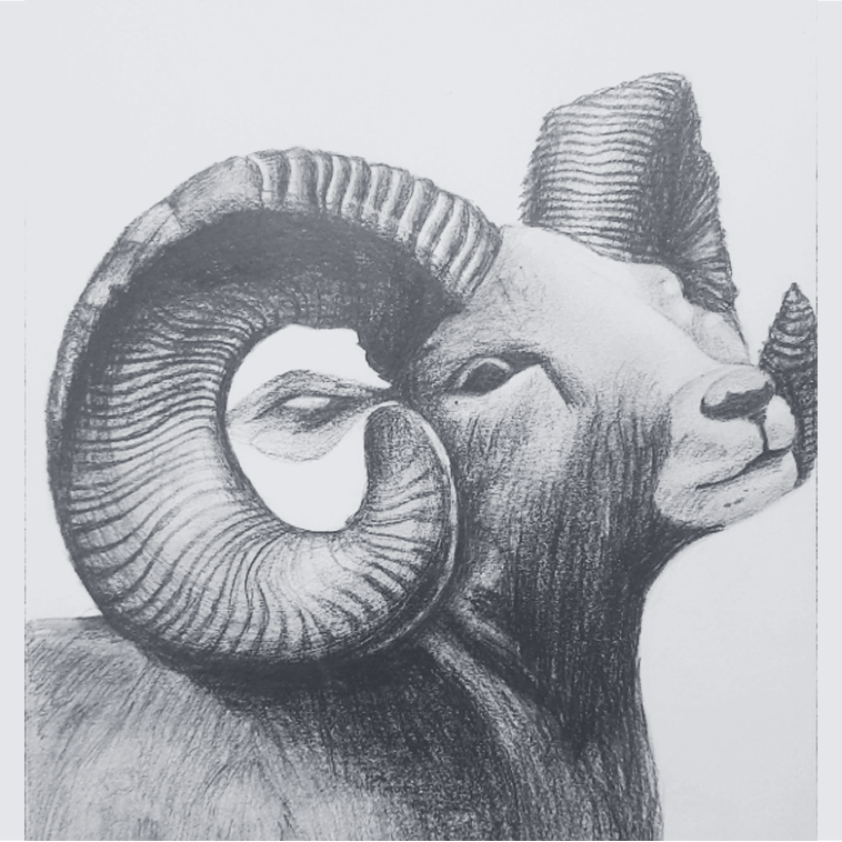 Animal Art by M. Sai Vaishnavi